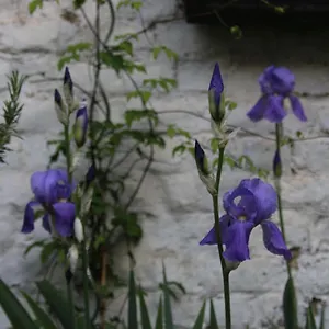 Frühstückspension Les Iris, Brüssel